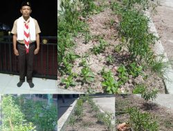 Dukung Program Ketahanan Pangan, SDN 02 Bandar Sungai Panen Cabai dari Hasil Tanam Guru dan Siswa