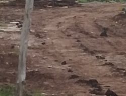 Dugaan Manipulasi Data dan Pencurian Kayu: Koperasi Porang Dikepung Sorotan