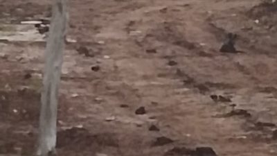 Dugaan Manipulasi Data dan Pencurian Kayu: Koperasi Porang Dikepung Sorotan