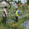 Polsek Bungaraya melalui Bhabinkamtibmas Cek Perkembangan Tanaman Jagung Manis di Dusun Sidomulyo