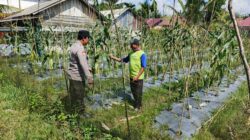 Polsek Bungaraya melalui Bhabinkamtibmas Cek Perkembangan Tanaman Jagung Manis di Dusun Sidomulyo