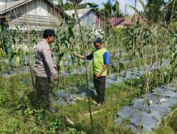Polsek Bungaraya melalui Bhabinkamtibmas Cek Perkembangan Tanaman Jagung Manis di Dusun Sidomulyo