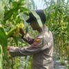 Polsek Bungaraya laksanakan pengecekan Swasembada jenis Jagung 