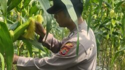 Polsek Bungaraya laksanakan pengecekan Swasembada jenis Jagung 