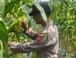 Polsek Bungaraya laksanakan pengecekan Swasembada jenis Jagung 